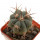 ECHINOCACTUS horizonthalonius X platyacanthus VZD 788, 3,2 cm,  SEEDLING