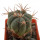 ECHINOCACTUS horizonthalonius X platyacanthus VZD 788, 3,2 cm, SEEDLING