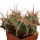 ECHINOCACTUS horizonthalonius X platyacanthus VZD 1037, 9 (8) cm, SEEDLING