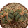 ECHINOCACTUS horizonthalonius X platyacanthus VZD 497, 3 (5,5) cm,  SEEDLING