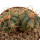 ECHINOCACTUS horizonthalonius X platyacanthus VZD 497, 3 (5,5) cm,  SEEDLING