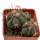 ECHINOCACTUS horizonthalonius X platyacanthus VZD 497, 3 (5) cm,  SEEDLING