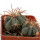 ECHINOCACTUS horizonthalonius X platyacanthus VZD 497, 3 (5) cm,  SEEDLING