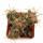 ECHINOCACTUS horizonthalonius X platyacanthus VZD 497, 5,8 (5) cm,  SEEDLING