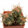 ECHINOCACTUS horizonthalonius X platyacanthus VZD 497, 5,8 (5) cm,  SEEDLING