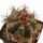 ECHINOCACTUS horizonthalonius X platyacanthus VZD 1037, 6,8 cm, grafted SEEDLING 