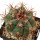 ECHINOCACTUS horizonthalonius X platyacanthus VZD 1037, 6,8 cm, grafted SEEDLING 