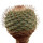 STROMBOCACTUS disciformis, 6,2 cm, grafted  