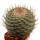 STROMBOCACTUS disciformis, 6,2 cm, grafted  