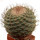 STROMBOCACTUS disciformis, 6,2 cm, grafted  