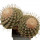 STROMBOCACTUS disciformis, 10,3 (5,8) cm, grafted