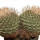 STROMBOCACTUS disciformis, 13,5 (7,3) cm, grafted