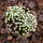 MAMMILLARIA luethyi, 1,8 cm, SEEDLING