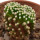 MAMMILLARIA luethyi, 1,8 cm, SEEDLING