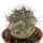 ORTEGOCACTUS macdougallii, 3 cm, own roots 