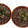 ARIOCARPUS fissuratus, 2 pieces, 2,9 +3 cm , 2x SEEDLINGS