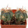 ECHINOCACTUS horizonthalonius X platyacanthus VZD 1037, 2,4 + 2,4 cm,  SEEDLING