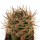 PYRRHOCACTUS umadeave, 3,8 cm,  grafted SEEDLING