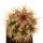 MELOCACTUS acunae, 4,6 cm, grafted offset