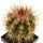 MELOCACTUS acunae, 4,6 cm, grafted offset