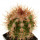 MELOCACTUS acunae, 4,6 cm, grafted offset