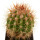 MELOCACTUS acunae, 4,6 cm, grafted offset