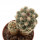 PEDIOCACTUS bradyi ssp. winkleri RP 103