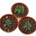 CRASSULA mesembryanthemopsis, 3 pieces, 2 - 2,8 cm, 3x  SEEDLINGS !!!