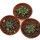 CRASSULA mesembryanthemopsis, 3 pieces, 2 - 2,8 cm, 3x  SEEDLINGS !!!