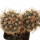 SCLEROCACTUS pubispinus SB 1013, Millard, 6,5 (3,2) cm, grafted offset