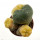 LOPHOPHORA williamsii f. aurea