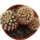 UEBELMANNIA pectinifera var. horrida f. nova RNK 30/16, 1,7-2,5 cm, 3 pieces, 3 x SEEDLINGS