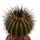 UEBELMANNIA pectinifera var. inhaiensis n.n. f. long spines selection, 5,8 cm, grafted offset