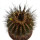 UEBELMANNIA pectinifera var. inhaiensis n.n. f. long spines selection, 5,8 cm, grafted offset
