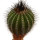 UEBELMANNIA pectinifera var. inhaiensis n.n. f. long spines selection, 4,7 cm, grafted offset