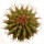 UEBELMANNIA buiningii f. green RNK 55