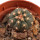 GYMNOCALYCIUM spegazzinii var. unguispinum SL 44b, 2,2 cm, SEEDLING 