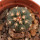 GYMNOCALYCIUM spegazzinii var. unguispinum SL 44b, 2,2 cm, SEEDLING 