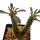 DORSTENIA lavrani, clone 1 ex Pocock, 8 cm, rooted offset