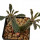 DORSTENIA lavrani, clone 1 ex Pocock, 8 cm, rooted offset