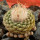 STROMBOCACTUS disciformis var. minimus . caespitosus VM 207, Pena Miler, 2,3 cm, SEEDLING