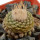 STROMBOCACTUS disciformis var. minimus . caespitosus VM 207, Pena Miler, 2,3 cm, SEEDLING