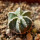 AZTEKIUM hintonii, 2 cm, SEEDLING