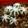 AZTEKIUM hintonii, 0,8-1,2 cm, 6 pieces, 6 x SEEDLINGS