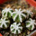 AZTEKIUM hintonii, 0,8-1,2 cm, 6 pieces, 6 x SEEDLINGS