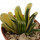 HAWORTHIA truncata cv. Seiko Nishiki, 4,6 cm, rooted offset