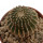 GEOHINTONIA mexicana, 3 cm, SEEDLING