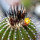 UEBELMANNIA pectinifera var. inhaiensis n.n. f. long spines selection, 4,7 cm, grafted offset