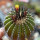 UEBELMANNIA pectinifera var. inhaiensis n.n. f. long spines selection, 4,7 cm, grafted offset