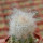 CREMNOCEREUS albipilosus clone 1, 2,1 cm, grafted offset